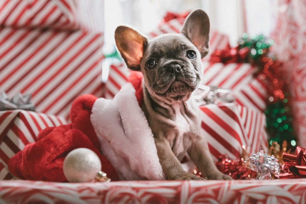 The Best Holiday Gift Ideas For Your Dog This Season