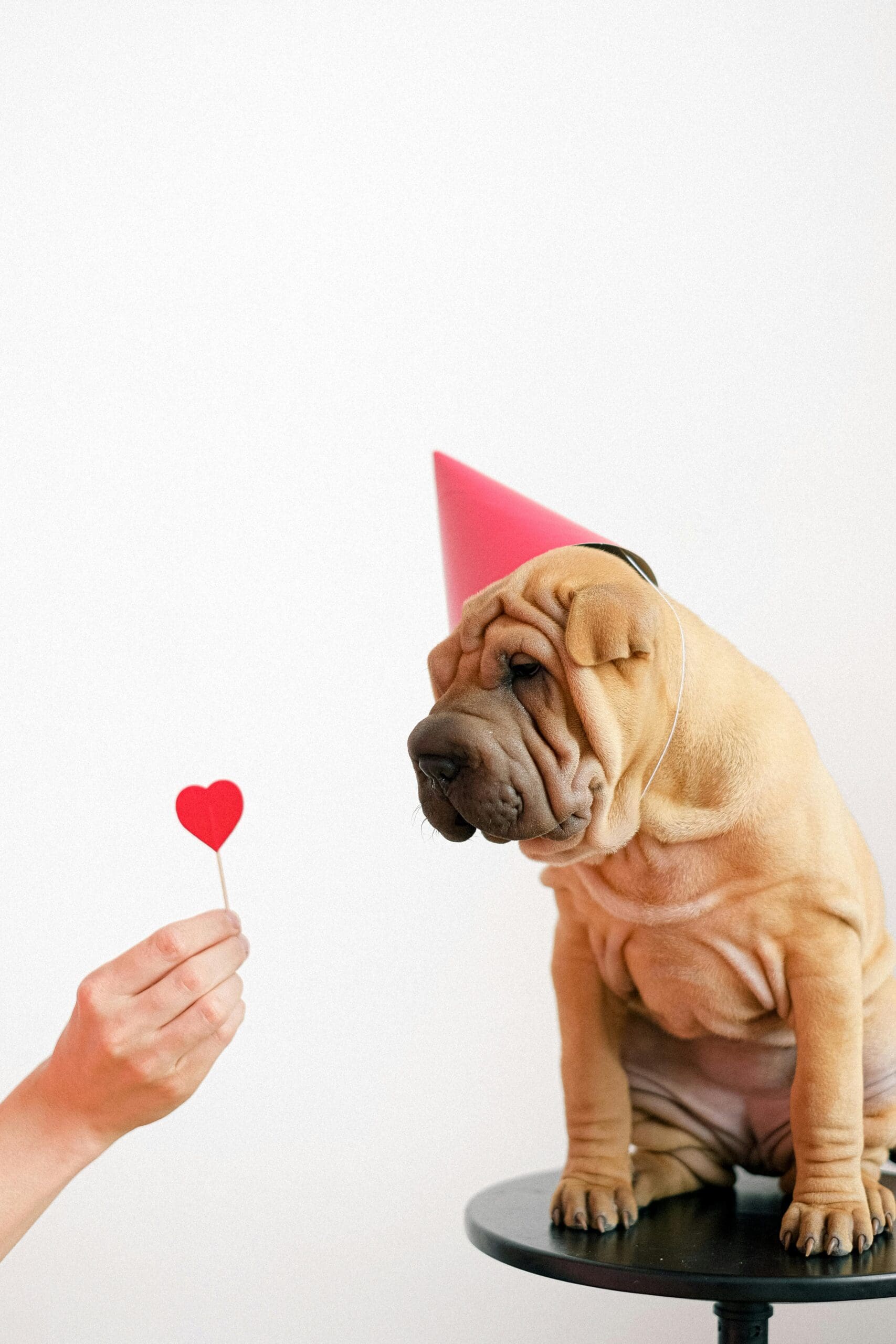 A tan Shar-Pei puppy wearing a pink party hat looking at a red heart, perfect for a dog-friendly Valentine's Day in Atlanta.