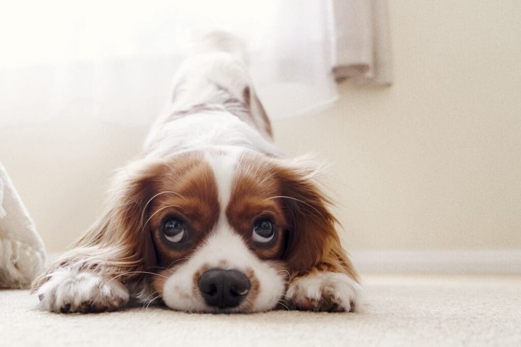 10 Signs Your Dog is Under or Over Stimulated