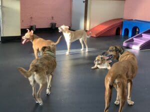 dog play styles at Bark ATL
