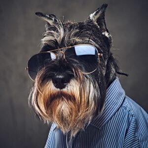 Studio portrait of fashionable schnauzer dogs dressed in a blue shirt and sunglasses.